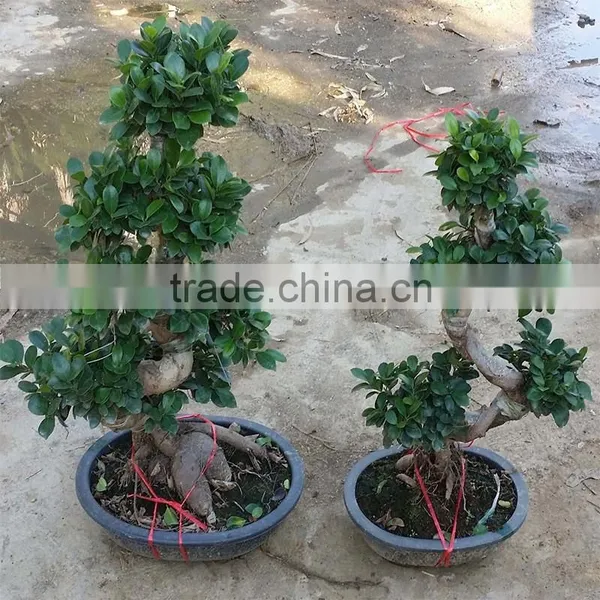 Natural Plants Tree Wholesale S Shape photo-5