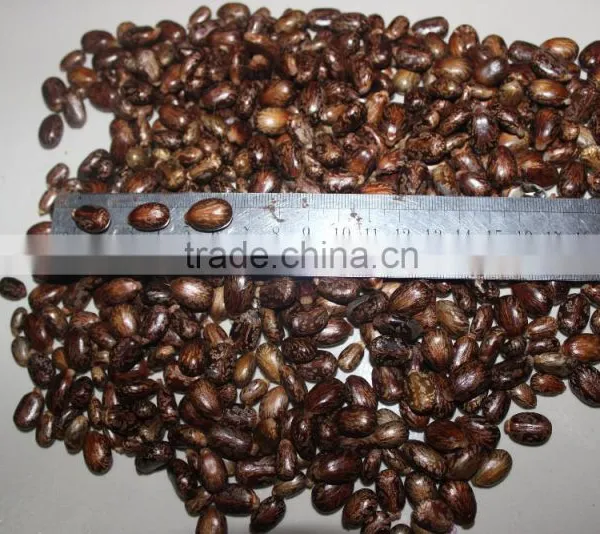 CASTOR SEED