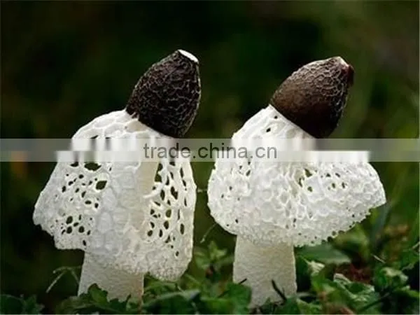 Dried Dictyophora Mushroom/ Dictyophora Indusiata photo-3