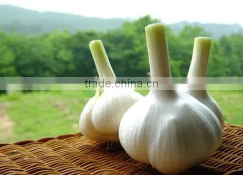 Natural Garlic Extract Oil