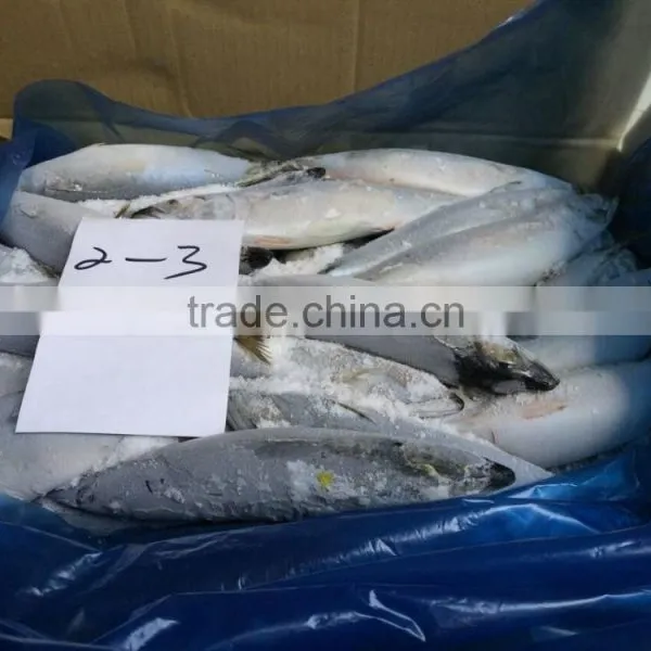 Frozen Pacific Mackerel photo-3