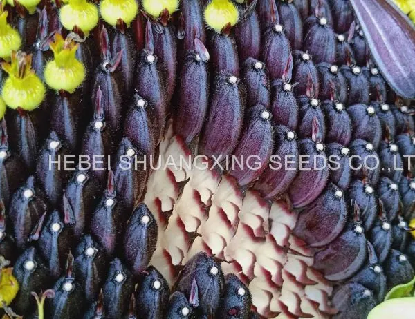 Big Size High Quality Chinese Purple Sunflower Seeds for Growing photo-2