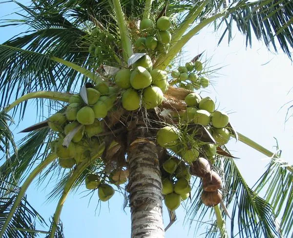 Coconut Water Processing Machine/coconut Juice Machine/coconut Milk Press photo-6