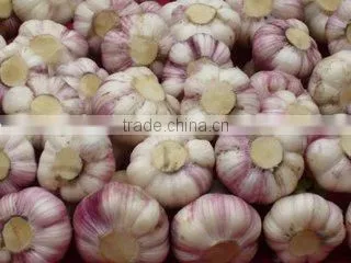 Healthy Food Fresh White Garlic/Dried Garlic,Fresh Style and Garlic Type Dried Garlic