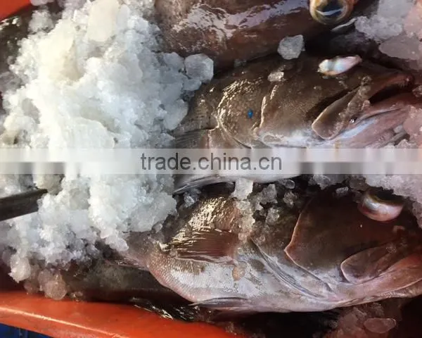 FROZEN REEFCOD/GROUPER WHOLE I.F./IWP photo-5