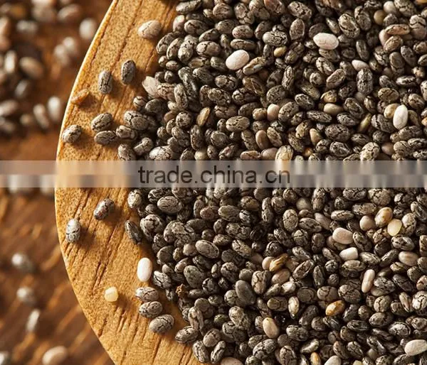 SALVIA HISPANICA SEED photo-5
