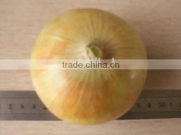 2015 Crop Fresh Yellow Onions With Market Price photo-2