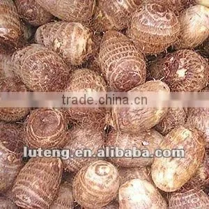 Fresh Shandong Taro With Wholesales Price From Factory photo-2