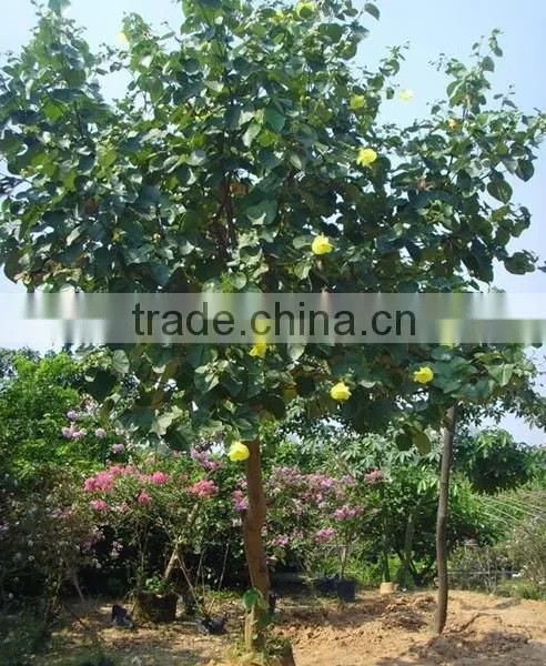 Hibiscus Tiliaceus L. photo-5