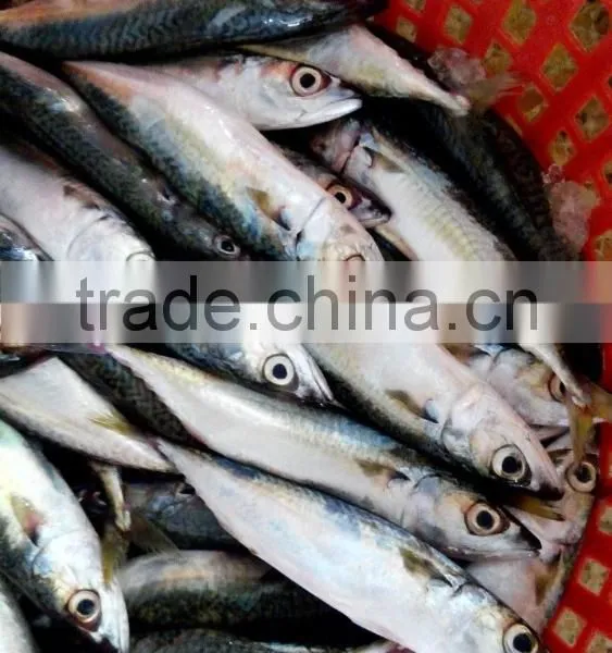 Frozen Pacific Mackerel Fish Good Quality photo-3