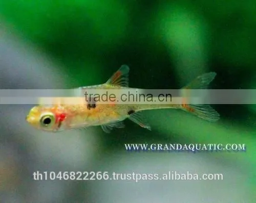 Dwawf Rasbora Fish For Sale and Export / Ornamental Fish Thailand photo-6
