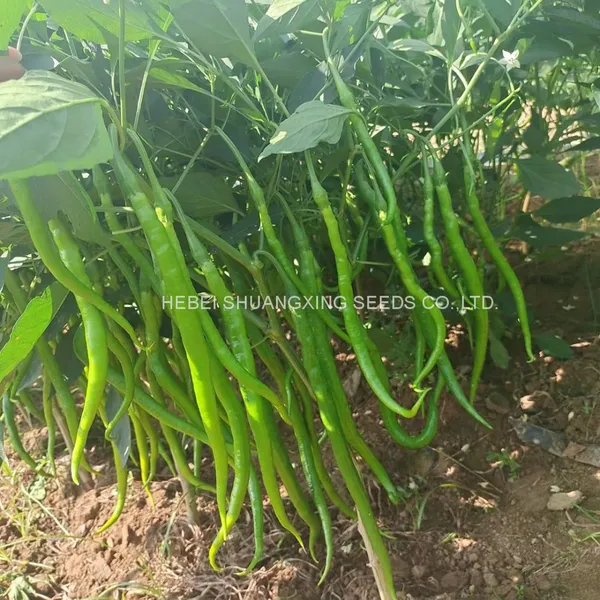 Green Thin And Long Hot Chili Pepper Seeds For Planting photo-5