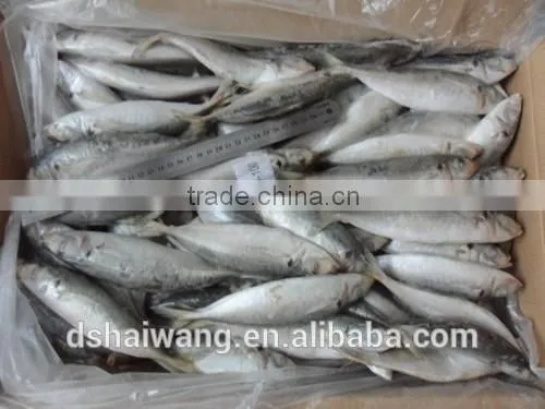 Frozen Horse Mackerel Supplier With Size 8 - 10 Pcs / kg