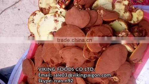 DRIED GANODERMA/LUCIDUM/REISHI/LINGZHI MUSHROOM