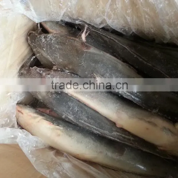 Whole Round Catfish (Silurus Asotus) photo-3