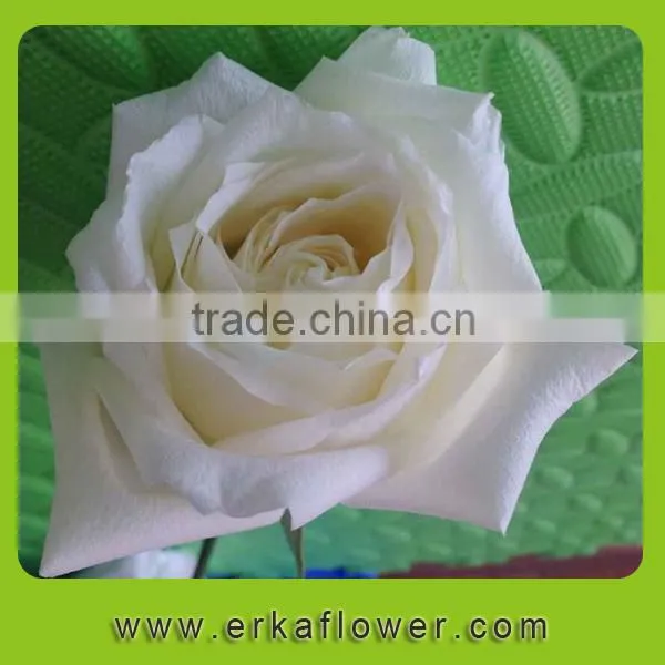 Wide Varieties Newest Fresh Climbing Roses photo-6