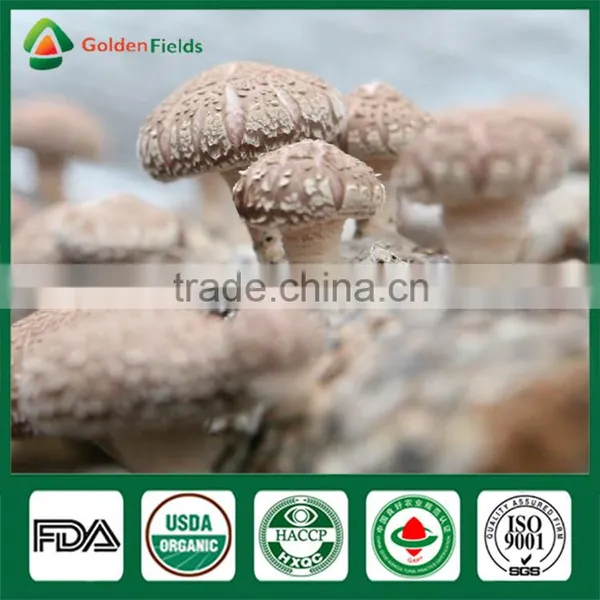 Shiitake Mushroom Chips,Wild Mushroom,Champigno Mushroom Cultivation photo-5