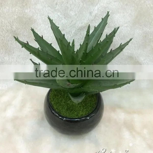 Beautiful Selling PP Material Simulation Succulents for Table Decoration photo-3