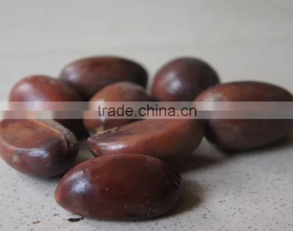 High Quality Shea Nuts in Nigeria