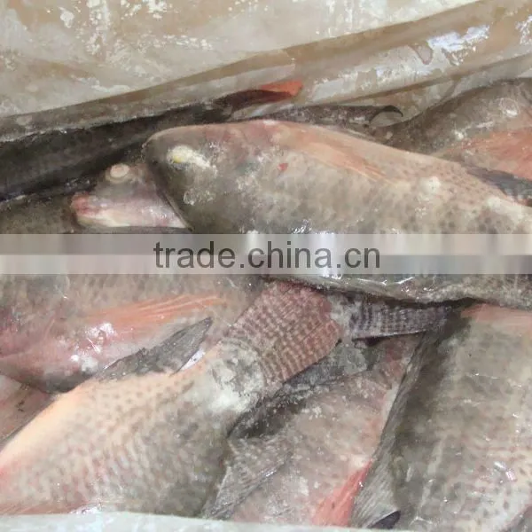 Frozen Seafood Tilapia