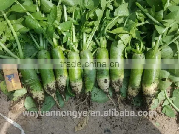 Green Radish