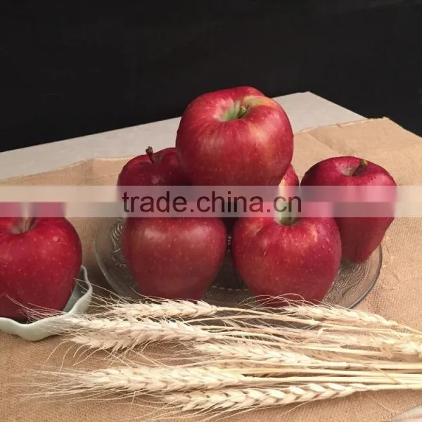 2016 Huaniu Apple Fresh Apple China Gansu Tianshui Huaniu Apple