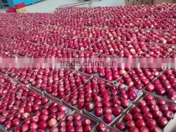 Common Cultivation Type and Apple Type Fresh Apples Fruit photo-5