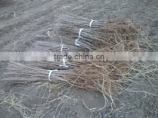 Ulmus Pumila L. Seedling photo-6