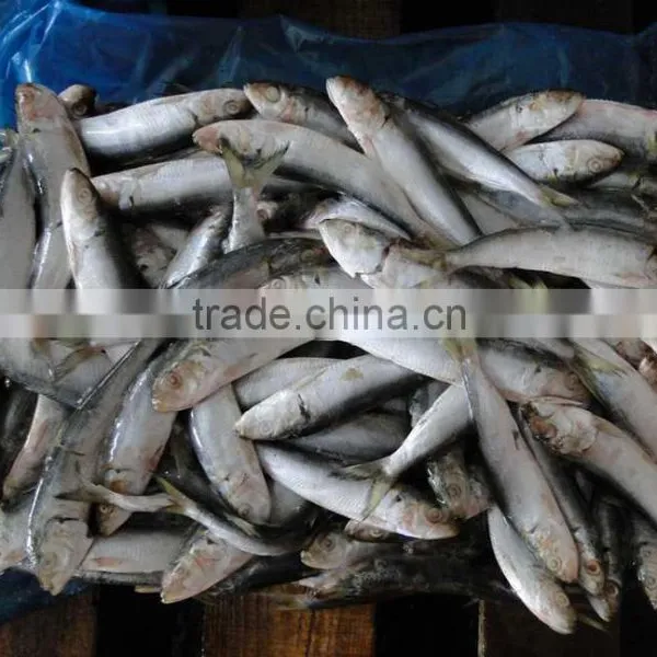 Land Frozen Good Price for Canning Trawling Sardine photo-3
