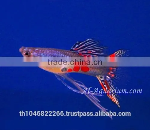 Guppy Fish Fish Farm For Sale and Export / Tropical Fish Exporter Thailand photo-6