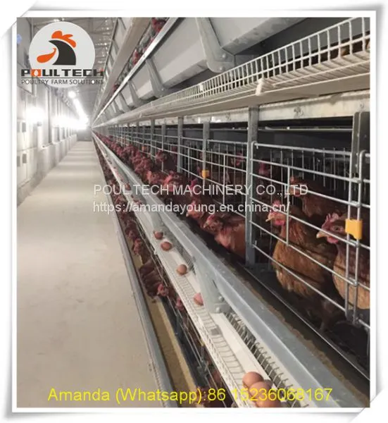 Ethiopia Poultry Chicken Farming Battery Chicken & Layer Cage & Chicken Coop & Hen Coop & Laying Hen Cage in Chicken House photo-2