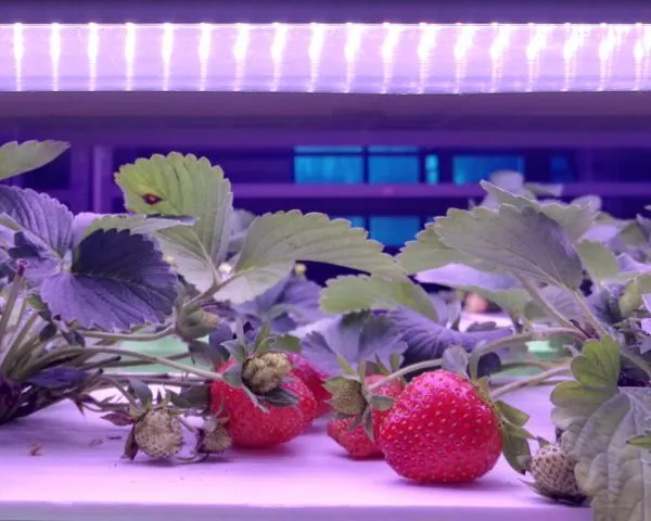 LED Plant Grow Light Strawberry 36W DC24V photo-2