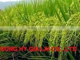 VIETNAM WHITE RICE BEST PRICE