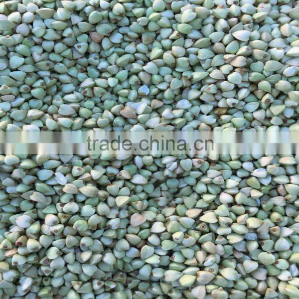 Green and Raw Buckwheat in China