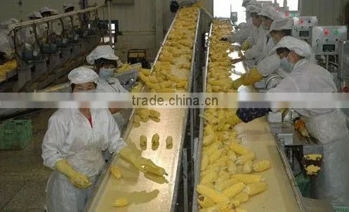 Twin Sweet Corn Cob In Vacuum Packing photo-3