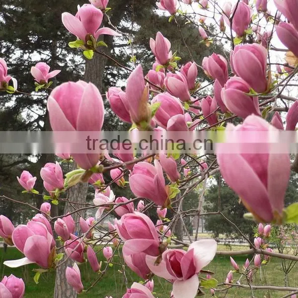 2016 Newest Purple Magnolia Seeds Mulan Tree Seeds For Planting photo-3