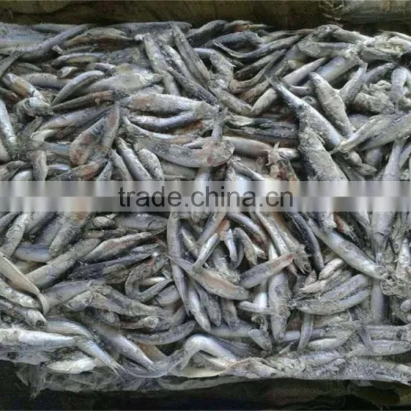 Hot Sales Land Frozen Anchovy for Bait photo-6