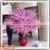 Factory Hot Sale Artificial Flower Trees Wedding Table Tree Centerpieces Wedding Blossom Tree photo-4