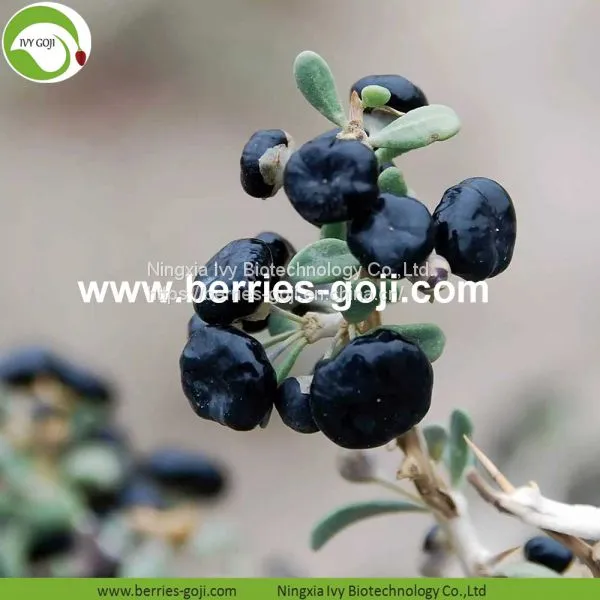 Factory Supply Dried Black Goji Berry photo-2