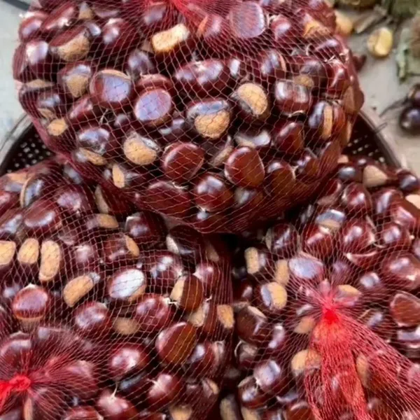 Bulk Jingdong Qinglong Chestnuts | Yanshan Mountain China Chestnut Factory photo-2