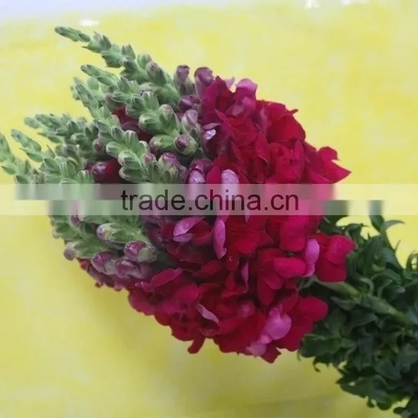 Quality Hot Selling Fresh Flowers Beautiful Snapdragon photo-3