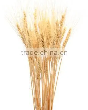 Best Grade A Fresh Wheat Grain