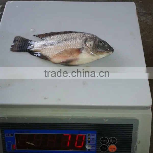 Tilapia Bream 50-100G photo-2