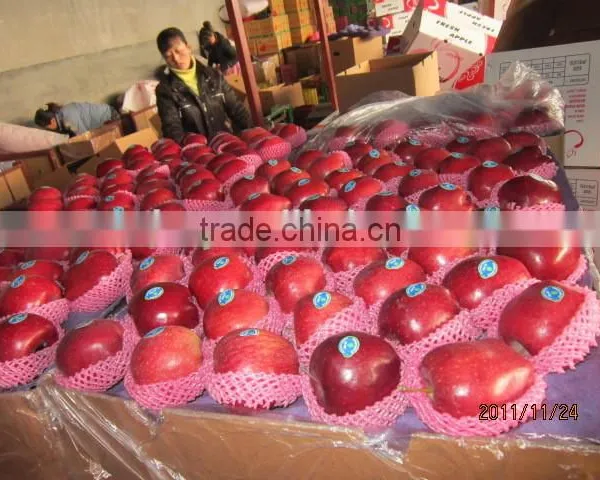 Export Huaniu Apple Company photo-5