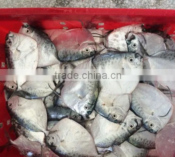 MOON FISH photo-6