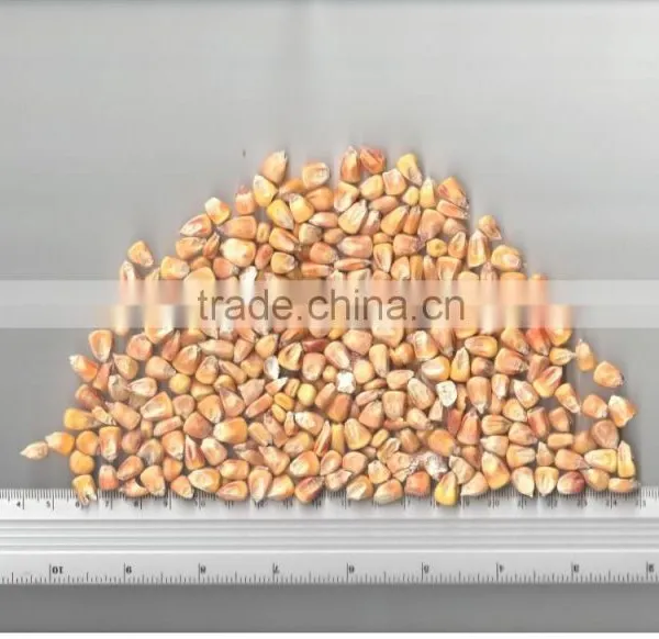 UKRAINIAN CORN photo-4