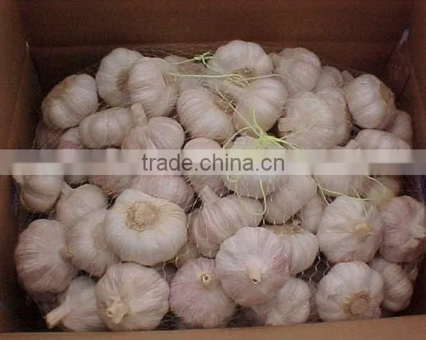 Fresh Jinxiang Garlic photo-6