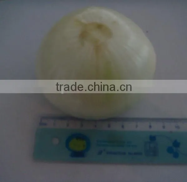 Fresh Peeled Onion Supplier in China With Good Price for Japan photo-6