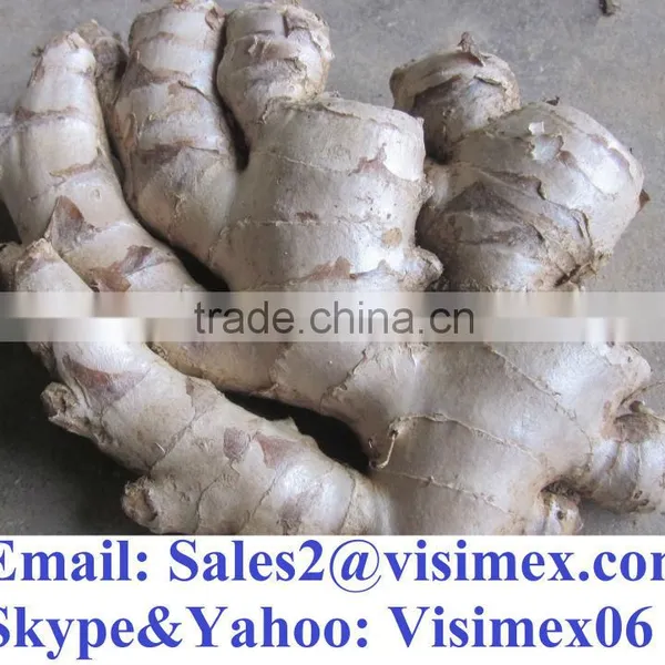 VIETNAM HIGH QUALITY BIG SIZE NEW CROP FRESH GINGER (website&Yahoo: visimex06)
