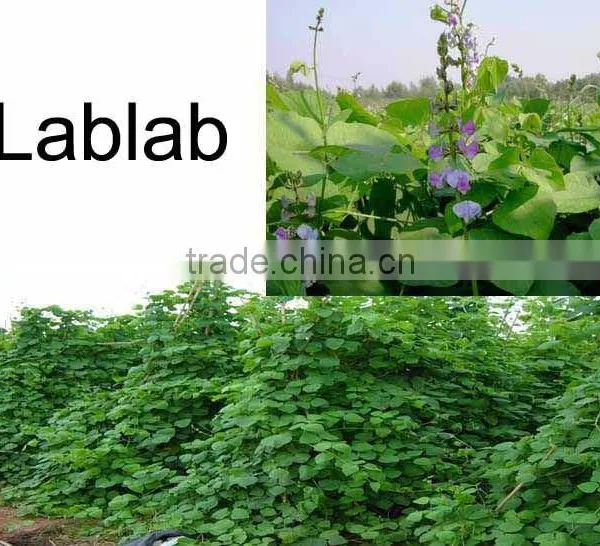 Export-oriented Forage Lablab Bean Seed Supplier